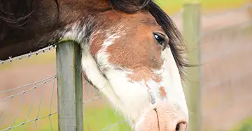 Unter Fieber leidendes Pferd am Zaun