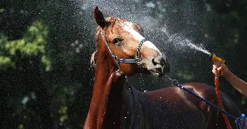 Pferd bekommt eine Dusche zur Abkühlung