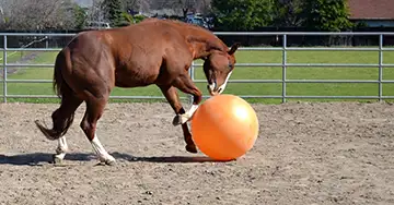 Pferd spielt mit einem Ball