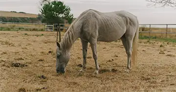 Altes graues Pferd frisst saftiges Gras auf einer Weide