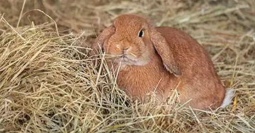 Kaninchen richtig füttern Kaninchen frisst Heu