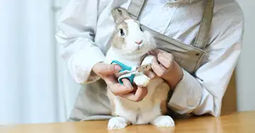 Die Krallen eines Kaninchen werden geschnitten