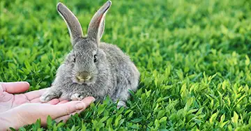 Kann Dein Kaninchen Dich lieben? Kaninchen läuft auf die Hand zu
