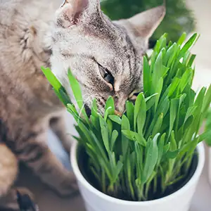 Katze frisst Katzengras