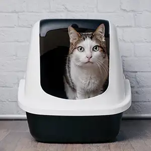 Katze im Katzenklo