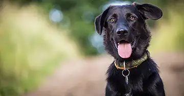 Portrait eines schwarzen Hundes