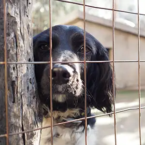 Hund sitzt hinter dem Zaun im Tierheim