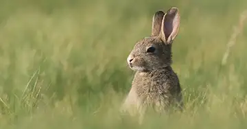 Wild- und Hauskaninchen Wildkaninchen auf der Wiese
