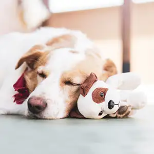 Scheinschwangerschaft beim Hund: Unterstütze richtig Kündin schläft neben ihrem Stofftier