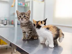 Junge Kätzchen auf dem Untersuchungstisch beim Tierarzt
