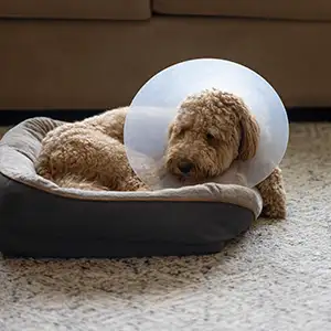 Hund nach der Operation mit Halskrause