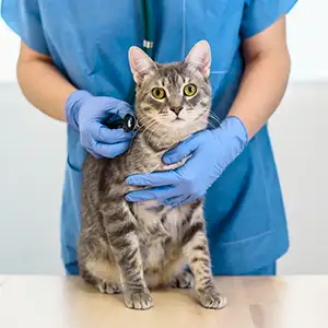 Tierklinik und Notdienst Katze wird vom Tierarzt untersucht