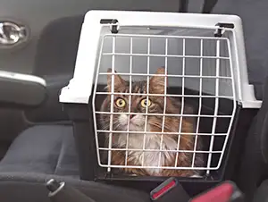 Katze übt die Fahrt zum Tierarzt in der Transportbox