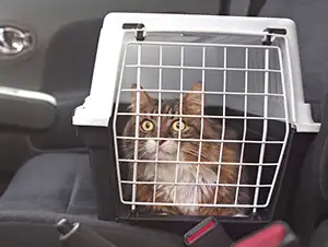 Training für den Tierarztbesuch Katze übt die Fahrt zum Tierarzt in der Transportbox