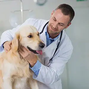 Der Tierarzt untersucht einen Labrador