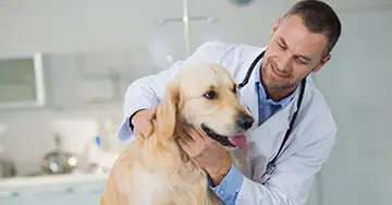 Tierarzt untersucht einen Labrador
