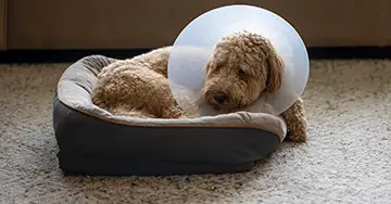 Hund nach der Operation mit Halskrause