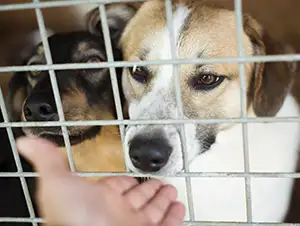 Hunde schnuppern durch das Gitter an einer Hand