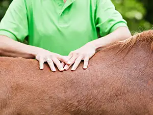 Traumatherapie beim Pferd
