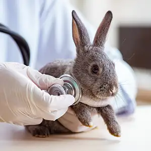 Kaninchen bei der Untersuchung vom Tierarzt