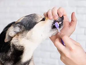 Zähneputzen beim Hund: sinnvoll oder übertrieben?
