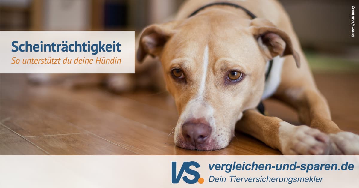 Scheinträchtigkeit Hund Wann Zum Tierarzt