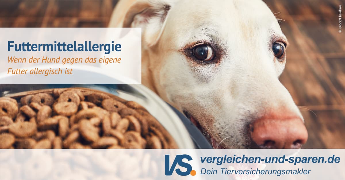 Futtermittelallergie - erkennen und behandeln