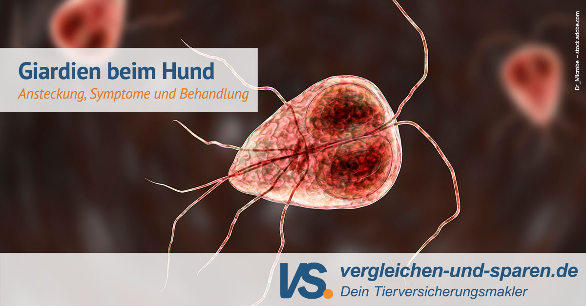 Gehen Giardien Beim Menschen Von Alleine Weg www.vergleichen-und-sparen.de