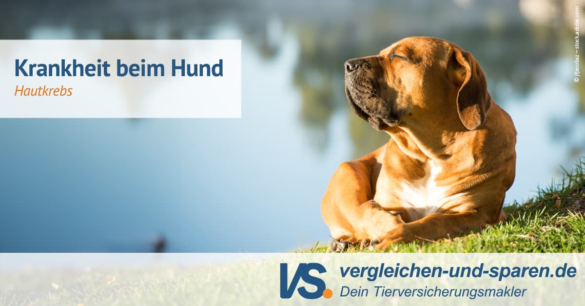 Hautkrebs bei Hunden eine Schockdiagnose
