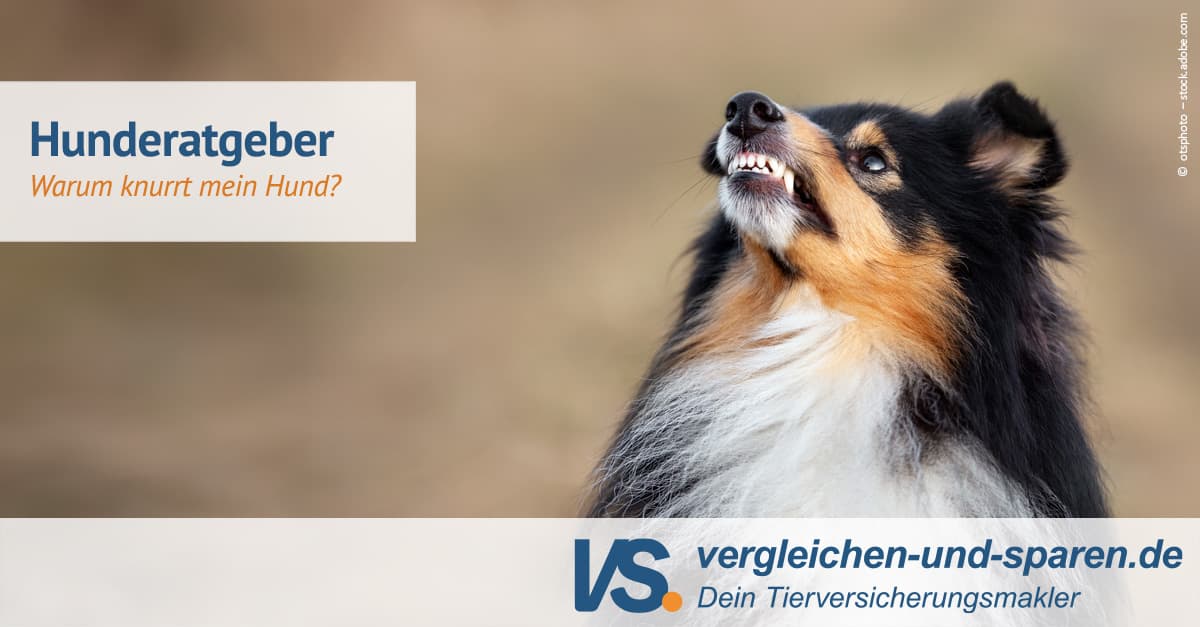 Dein Hund knurrt Dich an?