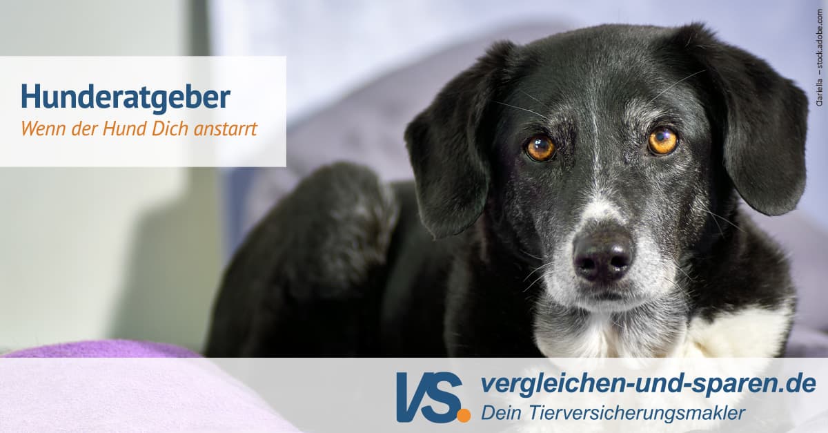 Grnde, warum Dein Hund Dich anstarrt Grnde, warum Dein Hund Dich anstarrt