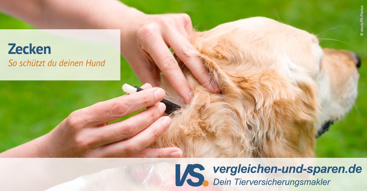 Zecken Kopf Bleibt Stecken Hund www.vergleichen-und-sparen.de