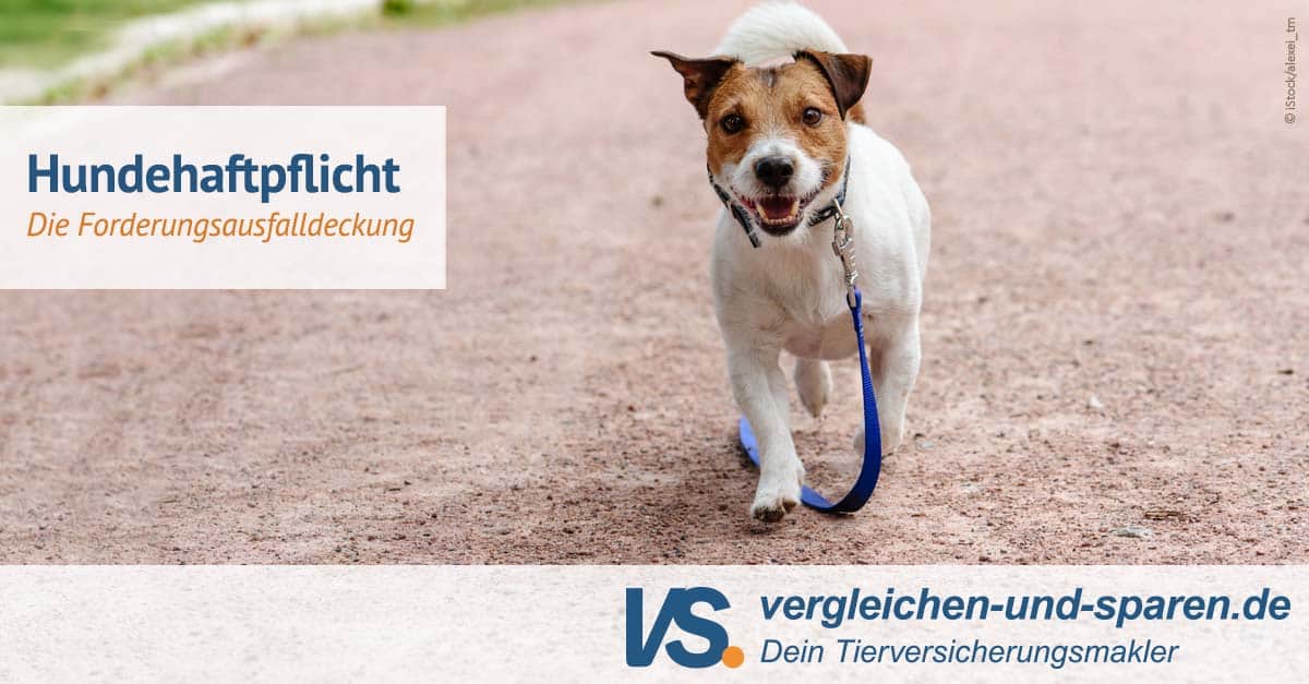 Fabelhafte Hundehaftpflicht Und Krankenversicherung Fotos