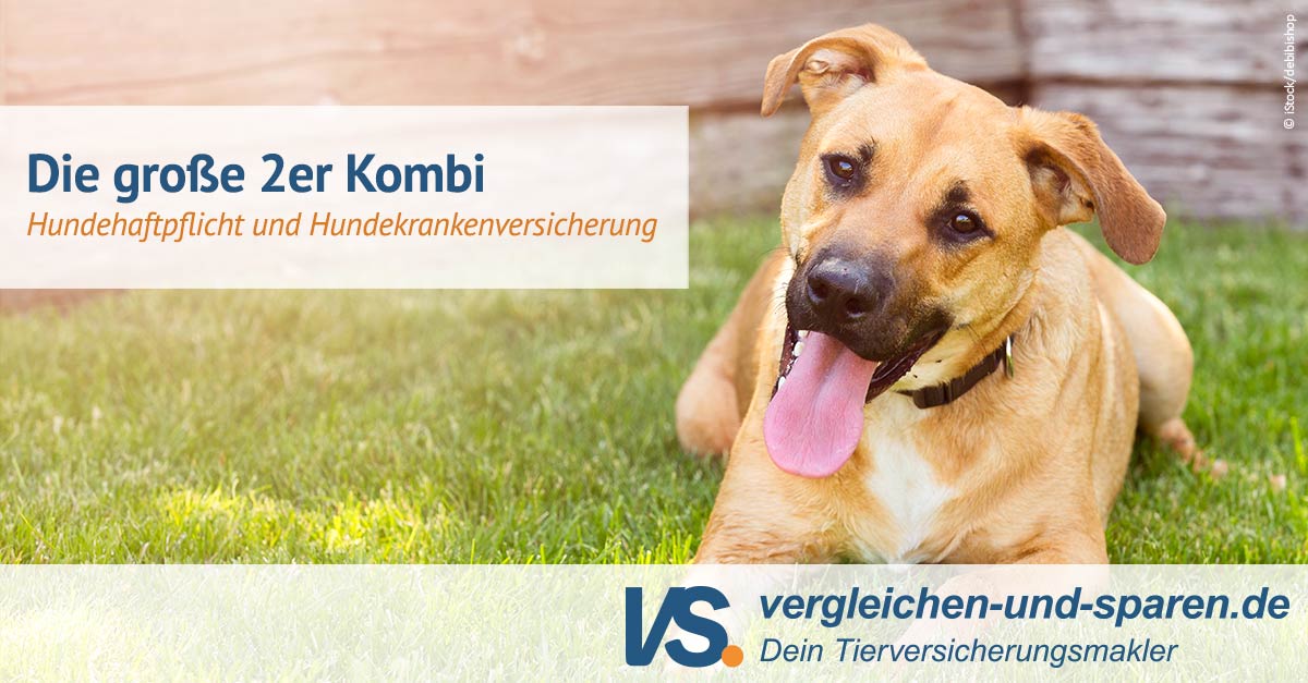 Hundehaftpflicht Und Krankenversicherung