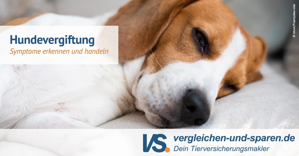 Vergiftung Hund Wann Treten Symptome Auf
