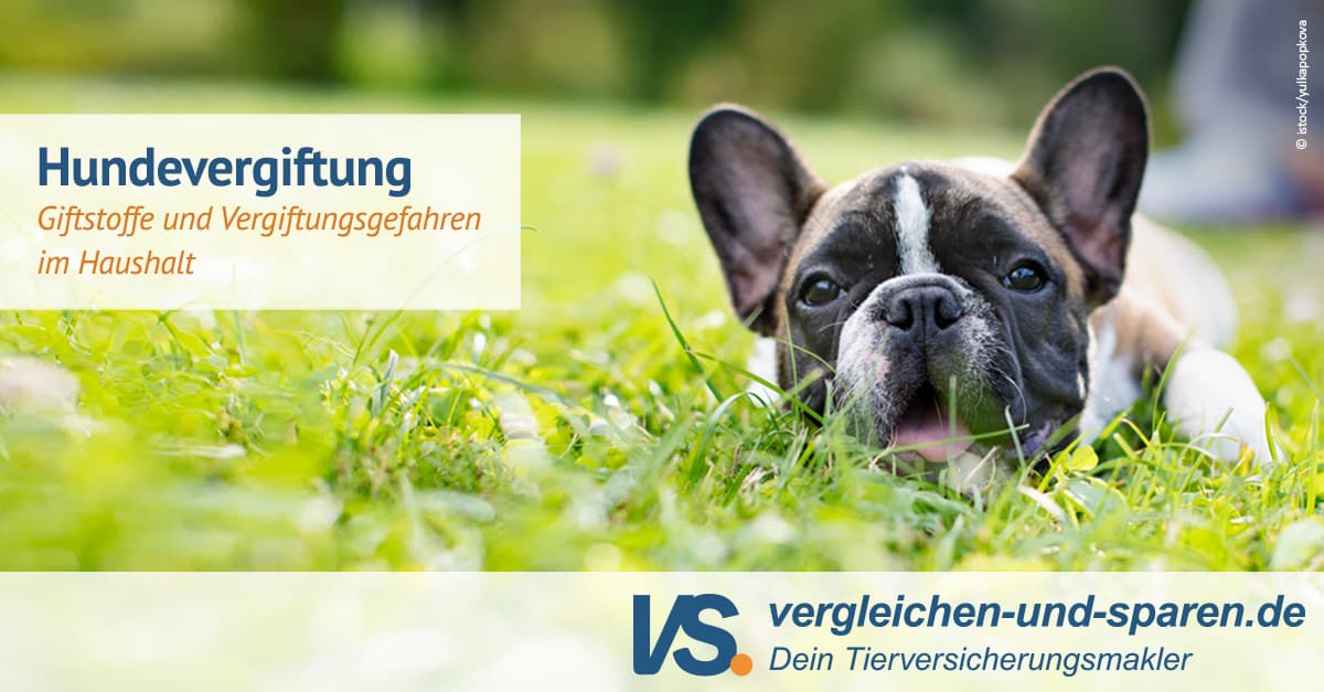 Spätfolgen Nach Vergiftung Beim Hund www.vergleichen-und-sparen.de