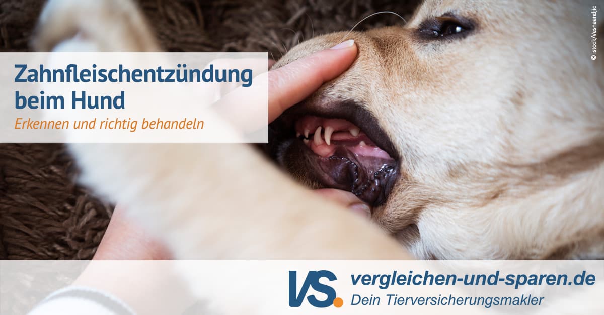 Entzündetes Zahnfleisch beim Hund erkennen