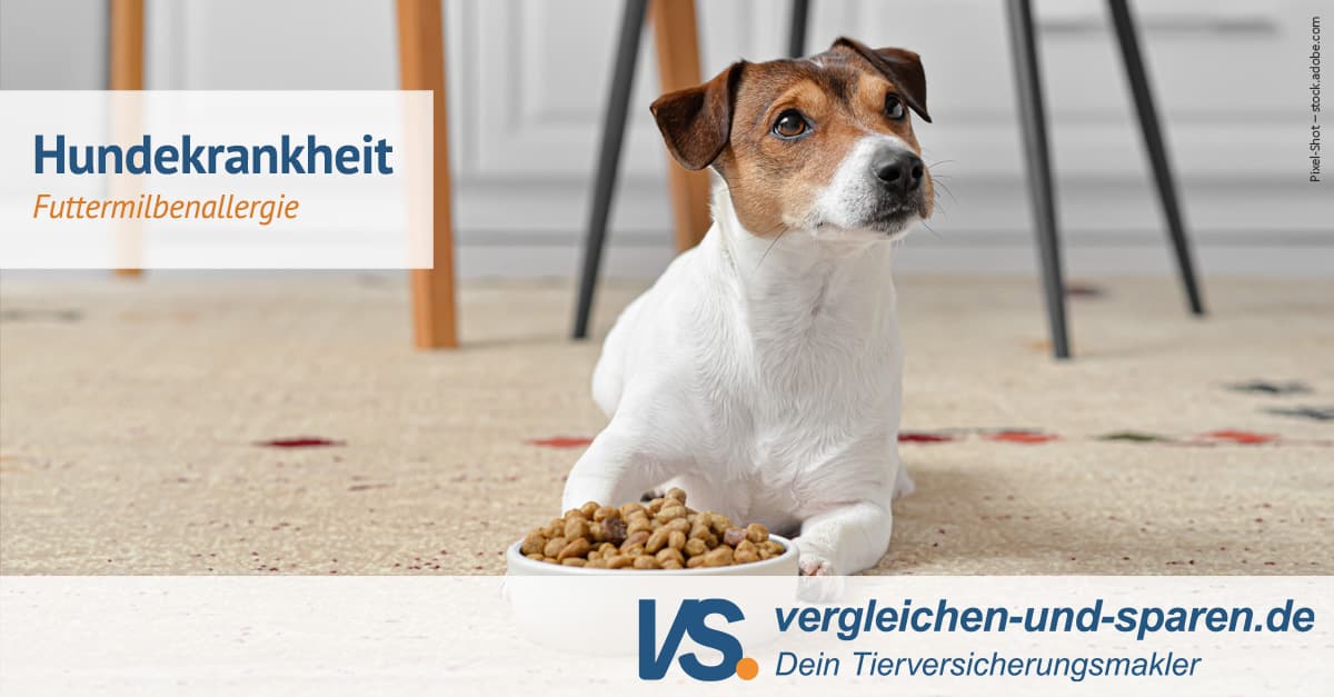 Futtermilbenallergie beim Hund