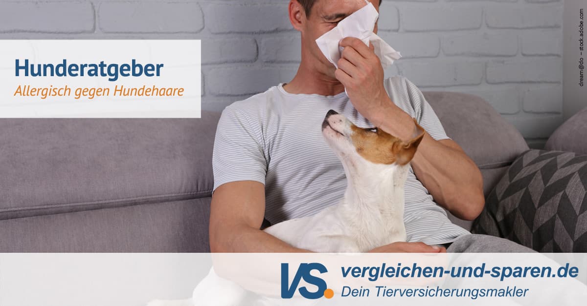 Wie äußert Sich Eine Hundeallergie www.vergleichen-und-sparen.de
