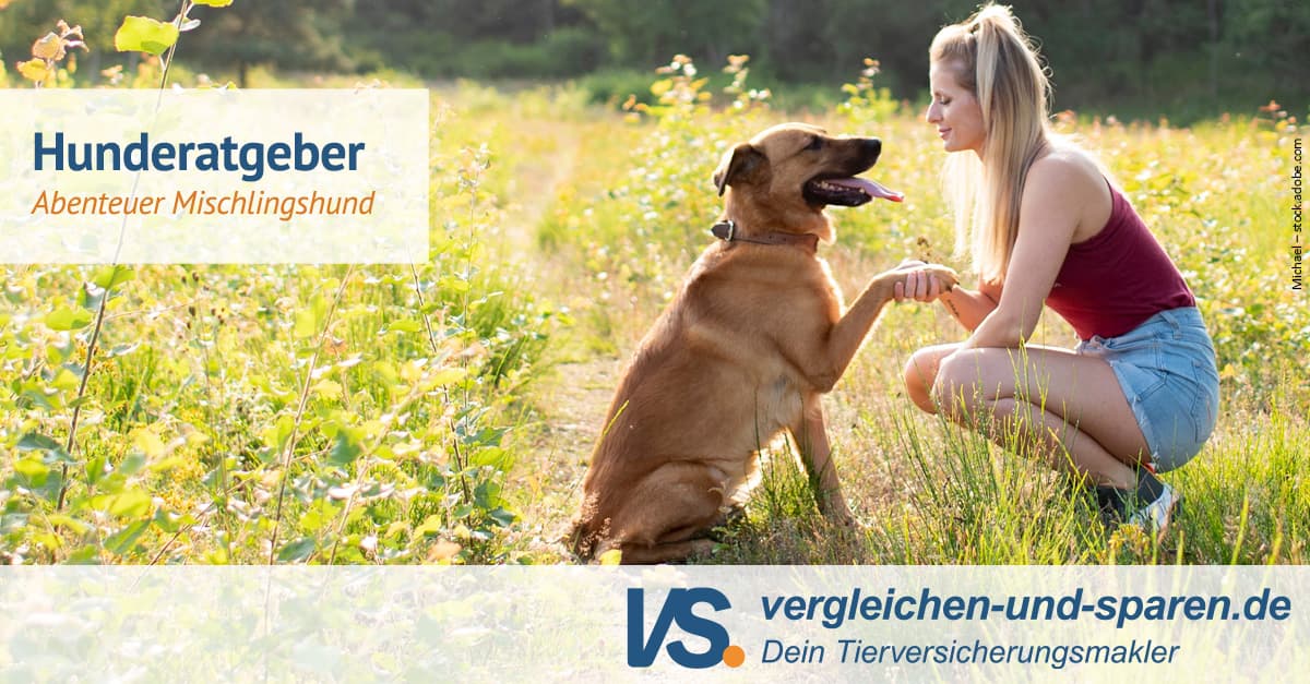 Mischlingshunde was spricht dafür?