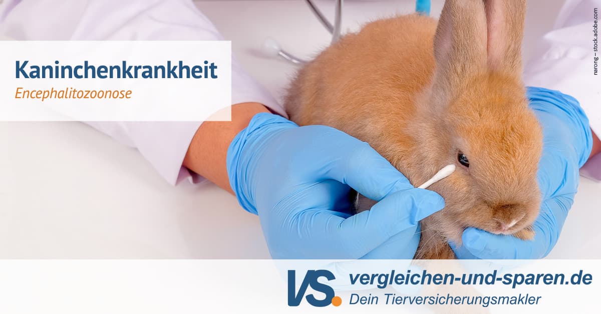 Ec Kaninchen Ansteckung Mensch Symptome