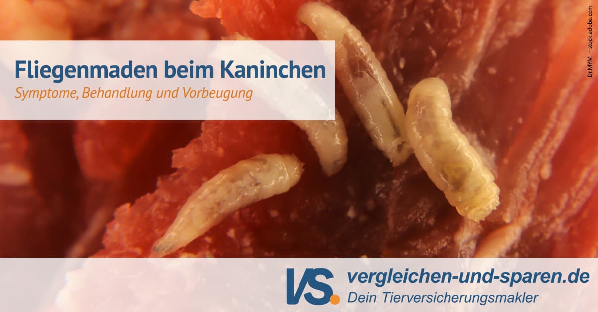 Maden Bei Kaninchen Ansteckend Für Menschen