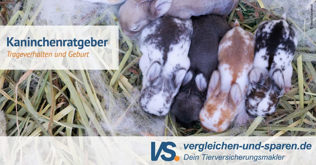 Wie Viele Babys Bekommen Kaninchen Pro Wurf Trageverhalten und Geburt bei Kaninchen