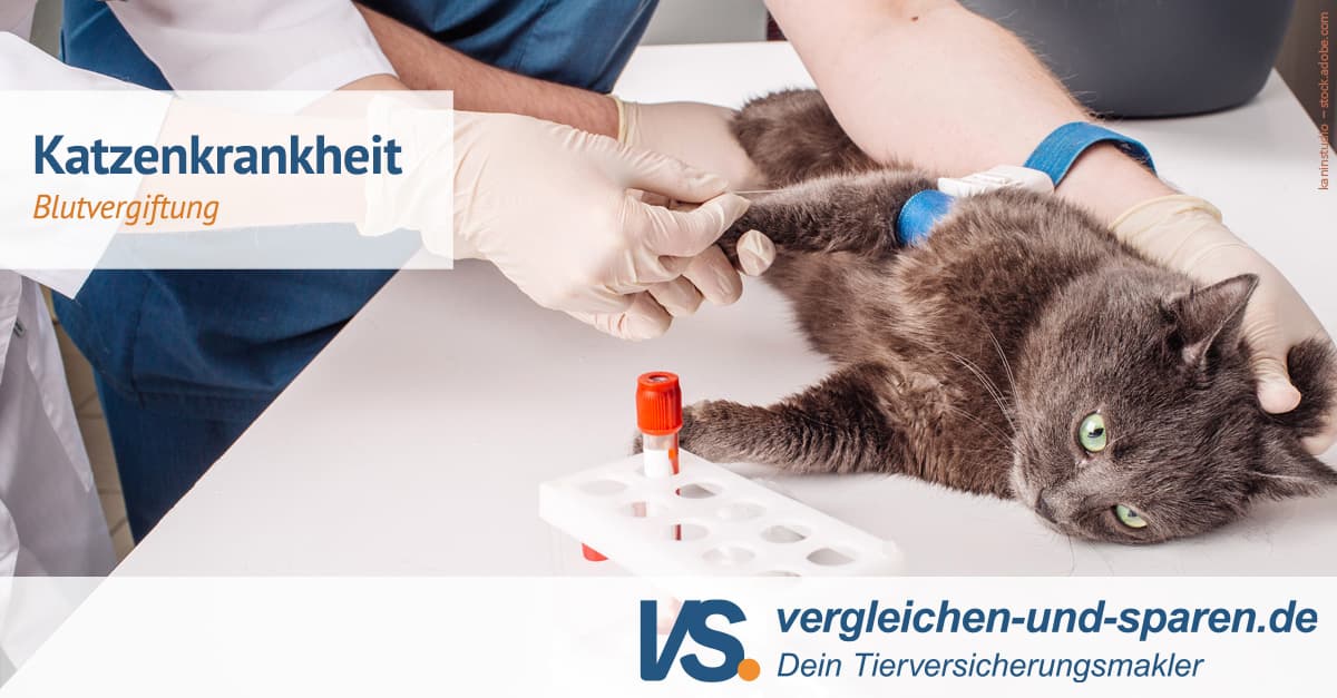 Blutvergiftung bei Katzen erkennen