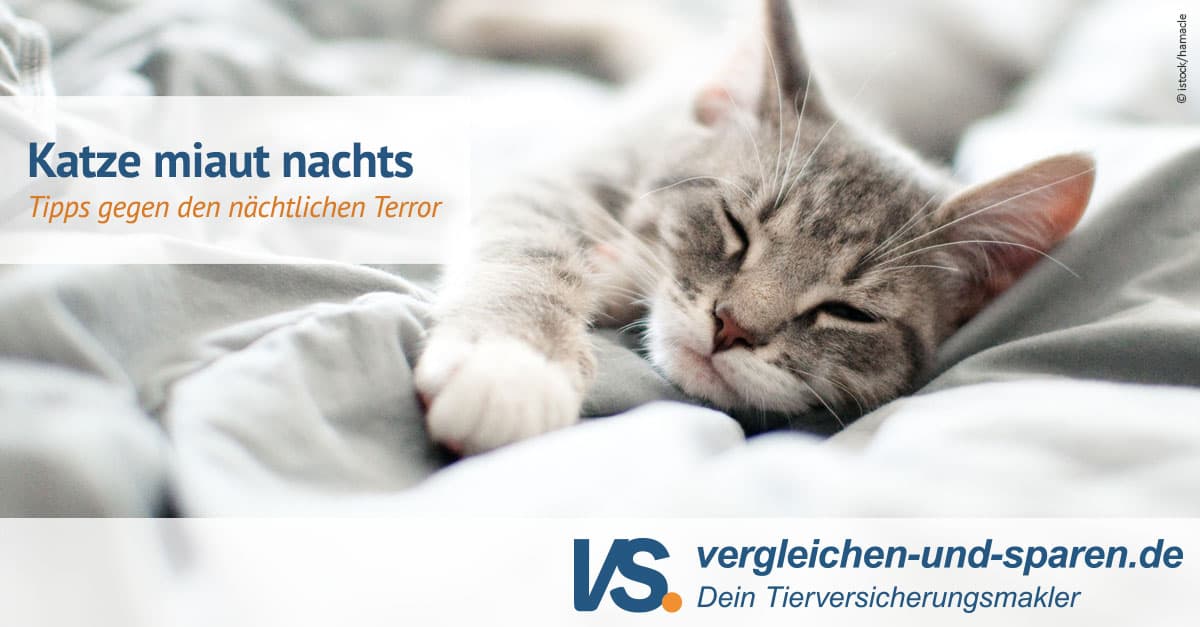 Katze schreit nachts Hilfe gegen den Terror