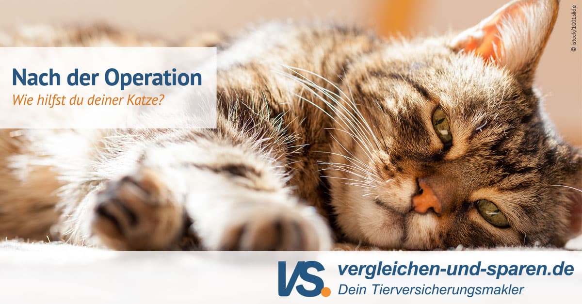 Wie Schnell Erholt Sich Katze Nach Darm Op Nach einer OP: So hilfst Du Deiner Katze