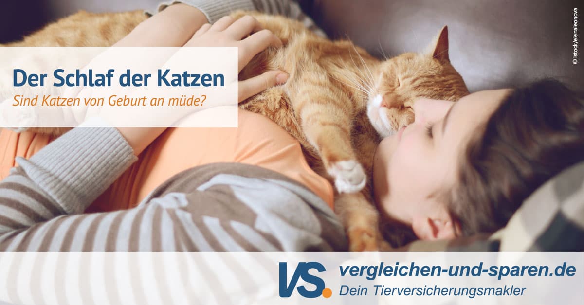 Katze schläft viel - die Gründe und Infos