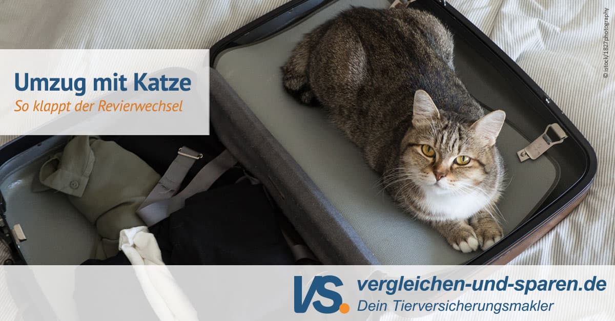 Wie Lange Katze Nach Umzug Drin Lassen Wenn der Umzug mit Katze erfolgreich sein soll