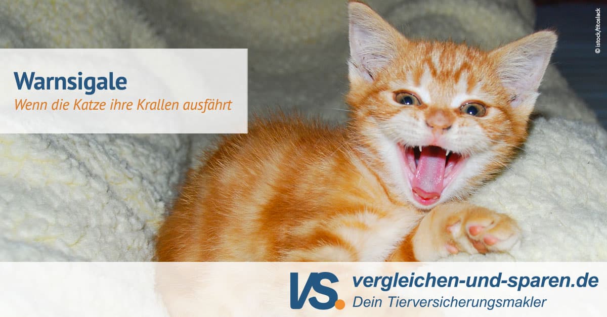 Körpersprache der Katze - Warnsignale erkennen
