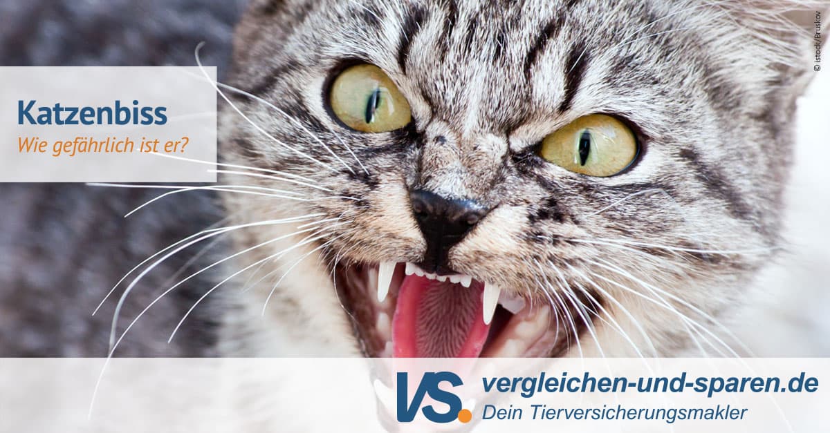 Ein Katzenbiss kann beim Menschen Infektionen auslösen